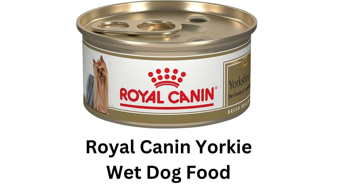 royal canin yorkie wet dog food