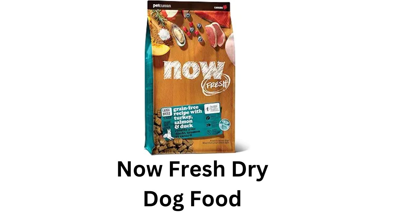 now fresh dry dog food