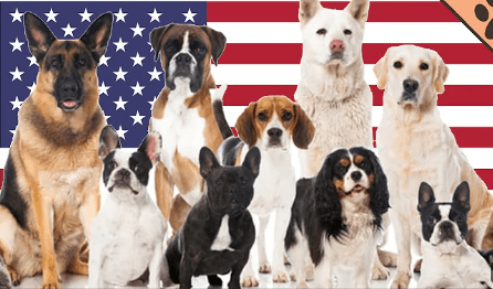 american journey dog food